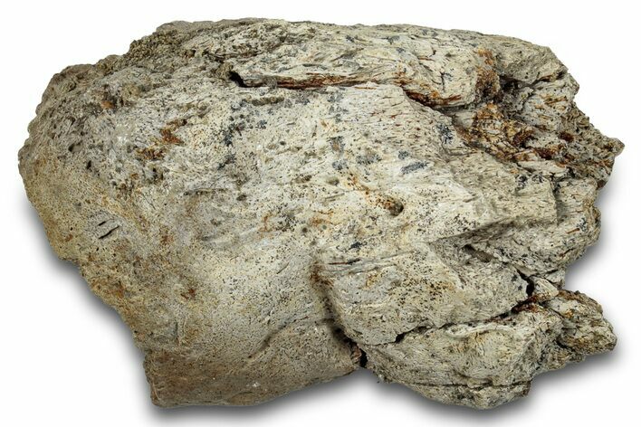 Dinosaur (Triceratops) Frill Shield Section - Montana #266888